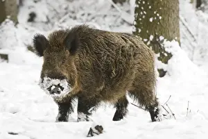 Wild Boar Print at Snow, Germany