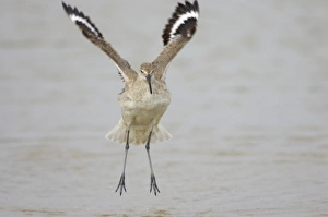 Willet - wing flapping after washing Willet - wing flapping after washing