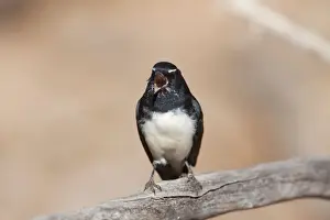 Singing Bird Species Prints: Willie Wagtail - singing