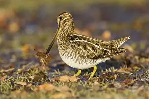 Personal Use Bird Prints Only Prints: Wilson's Snipe