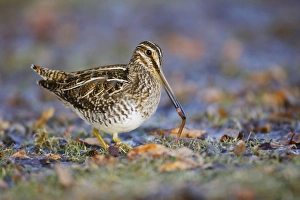 Wilsons Snipe - with worm in beak Wilsons Snipe - with worm in beak