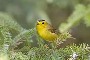 Bird Photography Prints: Wilson's Warbler