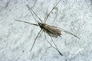 Insect Photography Prints: Winter Gnat