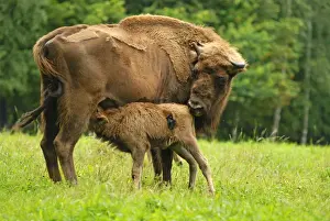 Stefan Meyers Photos Prints: Wisent