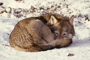 Wolf In Snow Prints: Wolf - curled up on snow