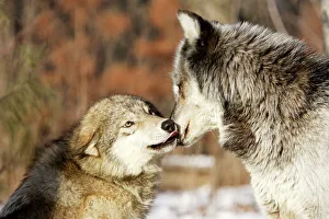 Wolf / Gray Wolf / Timber Wolf - submissive behaviour Wolf / Gray Wolf / Timber Wolf - submissive behaviour