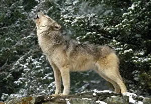 Canis Lupus Species Prints: Wolf - howling