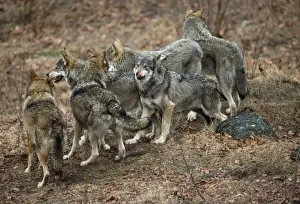 Wolf Pack Germany Prints: Wolf Pack - Germany