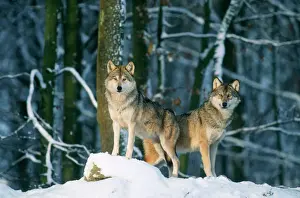 Wildlife Prints Personal Use Only Prints: Wolf - x2 standing in snow
