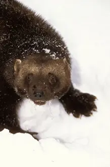 Wolverine Prints: Wolverine Print - Close-up of Gulo gulo in Snow