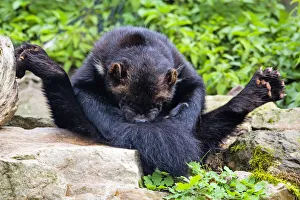 Wolverine; sitting on its haunches, cleaning its fur with its teeh, Hessen, Germany Date: 06-Oct-15 Wolverine; sitting on its haunches, cleaning its fur with its teeh, Hessen, Germany Date: 06-Oct-15