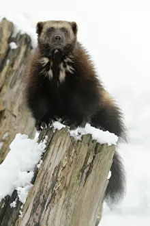 Wolverine Prints: Wolverine Print on Tree Stem in Winter Snow