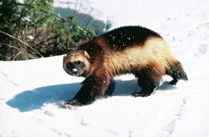 Prints of WAT-3870 WOLVERINE - walks in snow Gulo gulo M. Watson Please note that prints are for personal display purposes only and may not be reproduced in any way. Wolverine Prints: Wolverine Print - Snow Scene