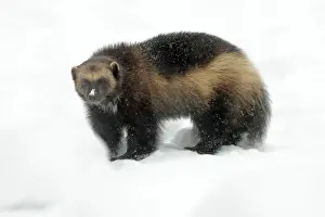 Wolverine Prints: Wolverine in Winter Snow Print