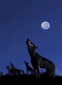 Wolves - Howling in moonlight Wolves - Howling in moonlight