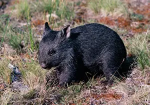 Jean Paul Ferrero Art Prints: Wombat 3 months old