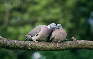 Images Dated 23rd November 2005: Wood Pigeon UK