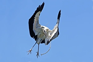 Wood Stork in flight with nest material Wood Stork in flight with nest material