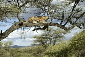 Tree Dwelling Leopards Prints: Leopard Namibia