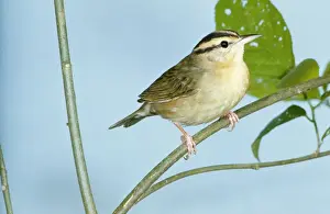 Personal Use Only Prints Available Prints: Worm-eating Warbler