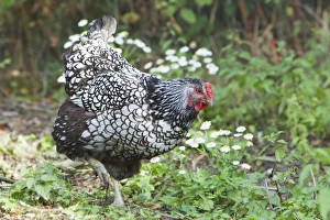 Wyandotte Silver Laced - Domestic chicken breed Wyandotte Silver Laced - Domestic chicken breed