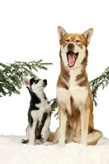 Arctic Dog Breeds Prints: x-default