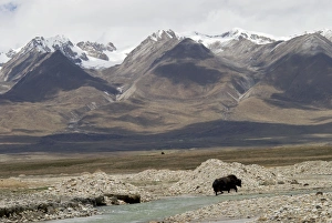 Yak - crossing river with snow covered mountains in background Yak - crossing river with snow covered mountains in background