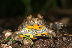 Personal Use Only Prints Available Prints: Yellow-bellied Toad