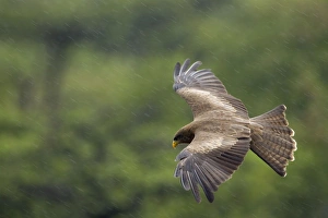 Yellow-billed Kite - In flight during heavy rainfall in central Namibia Yellow-billed Kite - In flight during heavy rainfall in central Namibia