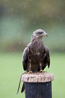 Yellow-billed Kite - Single adult perching on post in the rain - with leather handle Yellow-billed Kite - Single adult perching on post in the rain - with leather handle