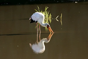 Yellow-billed Stork - feeding in water Yellow-billed Stork - feeding in water