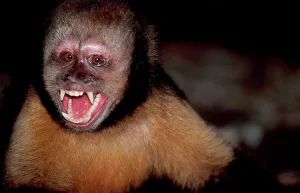 Yellow-breasted CAPUCHIN / Buff-headed Capuchin / Buffy-headed Capuchin / Golden-bellied Capuchin - with mouth open Yellow-breasted CAPUCHIN / Buff-headed Capuchin / Buffy-headed Capuchin / Golden-bellied Capuchin - with mouth open