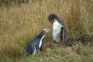 Yellow-eyed Penguin - adult and chick interacting by adult caring for its chicks plumage Yellow-eyed Penguin - adult and chick interacting by adult caring for its chicks plumage