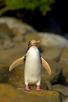 Yellow-eyed Penguin - adult flapping and drying its wings before feeding its young which Yellow-eyed Penguin - adult flapping and drying its wings before feeding its young which