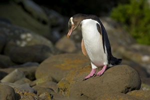 Yellow-eyed Penguin - adult about to hop over rocks to cover the distance from the ocean Yellow-eyed Penguin - adult about to hop over rocks to cover the distance from the ocean