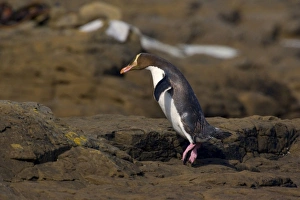 Yellow-eyed Penguin - adult hopping over rocks to cover the distance from the ocean to Yellow-eyed Penguin - adult hopping over rocks to cover the distance from the ocean to