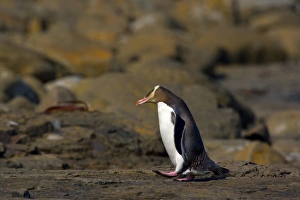 Yellow-eyed Penguin - adult walking over rocks to cover the distance from the ocean to Yellow-eyed Penguin - adult walking over rocks to cover the distance from the ocean to