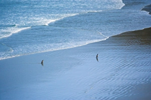 Yellow-eyed Penguin - two adults coming ashore at dusk to feed their chicks which are Yellow-eyed Penguin - two adults coming ashore at dusk to feed their chicks which are