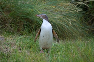 Yellow-eyed Penguin - young adult standing amidst coastal vegetation looking around Yellow-eyed Penguin - young adult standing amidst coastal vegetation looking around