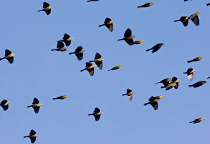 Yellow-headed Blackbirds - Flock in flight - Winter Yellow-headed Blackbirds - Flock in flight - Winter