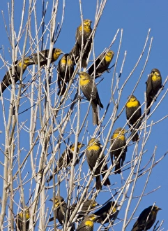 Yellow-headed Blackbirds - Flock perched in tree Yellow-headed Blackbirds - Flock perched in tree