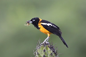 Yellow-hooded Blackbird - with grasshopper in beak Yellow-hooded Blackbird - with grasshopper in beak