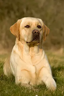 Jean Michel Labat Artist Prints: Yellow Labrador