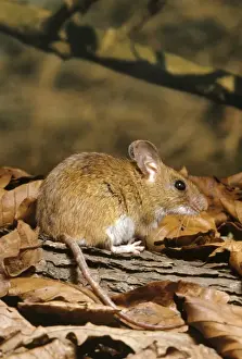 Small Mammal Images Prints: Yellow-necked Mouse