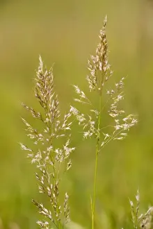 Poaceae Family Plants Prints: Yellow Oat-grass