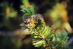 Yellow-pine chipmunk - harvesting seeds from whitebark pine tree cone, september Yellow-pine chipmunk - harvesting seeds from whitebark pine tree cone, september