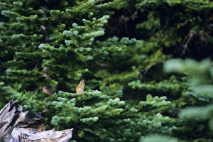 Yellow-pine Chipmunk - sitting on subalpine fir branch Yellow-pine Chipmunk - sitting on subalpine fir branch