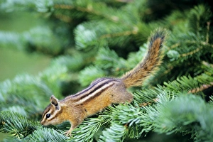 Yellow-pine Chipmunk - on subalpine fir branch Yellow-pine Chipmunk - on subalpine fir branch