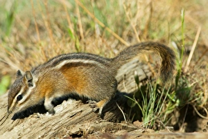 Yellow-pine Chipmunk - in subalpine meadow Yellow-pine Chipmunk - in subalpine meadow