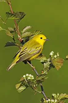 Unique Bird Species Images Prints: Yellow Warbler